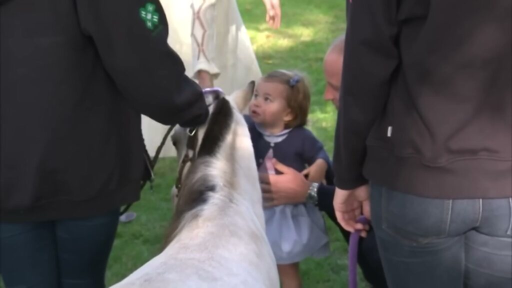 A toddler meets a horse